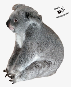 Koala Transparent Images - Koala, HD Png Download, Free Download