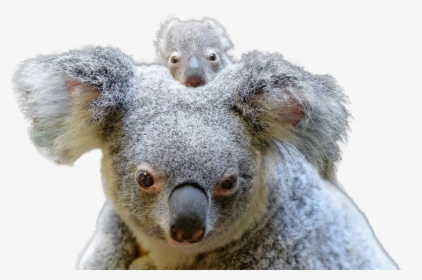 Koala Png Image - Koala Australia, Transparent Png, Free Download