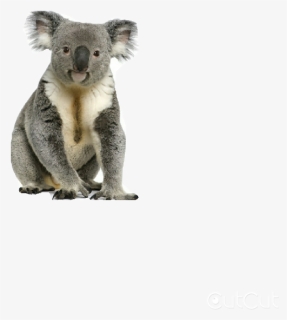 Koala With Transparent Background - Koala Png, Png Download, Free Download