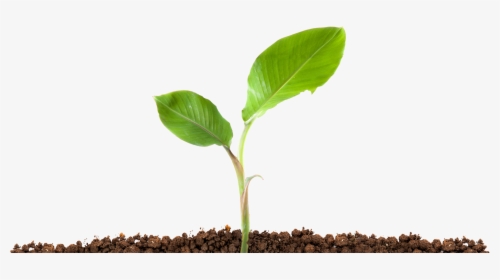 Plant In Soil Png, Transparent Png, Free Download