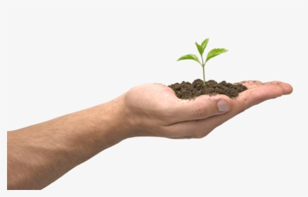 Plant In Hand Transparent, HD Png Download, Free Download