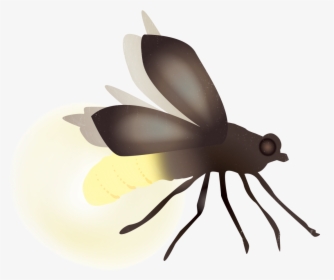 Transparent Firefly Png - Membrane-winged Insect, Png Download, Free Download