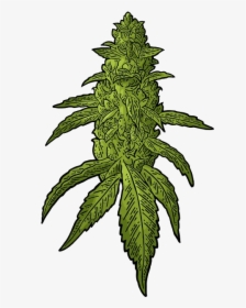 Cannabis Flowering, HD Png Download, Free Download