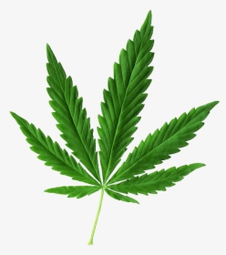 Best Marijuanas Stocks 2019, HD Png Download, Free Download