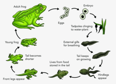 Frog Transparent Egg - Stages Life Cycle Of Frog, HD Png Download, Free Download