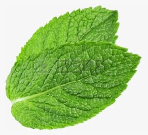 Pepermint Png - Transparent Mint Leaf Png, Png Download, Free Download