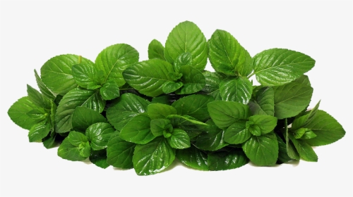 Mint Leaves PNGs for Free Download