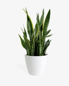 Sansevieria Laurentii, HD Png Download, Free Download