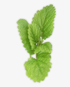 Pepermint Png - Spearmint Transparent Background, Png Download, Free Download