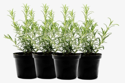 Outdoor Pot Plants Png, Transparent Png, Free Download