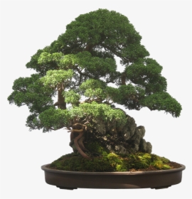 Bonsai, Tree, Plant, Potted Plant, Small, Tiny - Bonsai Tree Transparent Background, HD Png Download, Free Download