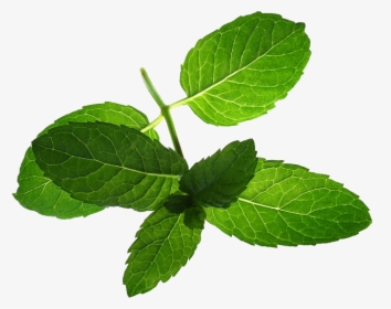 Pepermint Png - Mentha Spicata Leaves, Transparent Png, Free Download