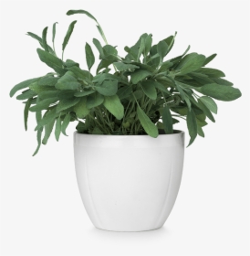 Gc Flowerpot Oe14 5 Cm White Grand Cru - Plants In Pot Png, Transparent Png, Free Download