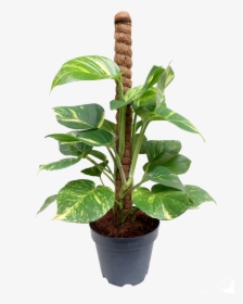 Coir Totem Plant Pole, HD Png Download, Free Download