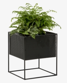 Outdoor Plants, Potted Plants, Indoor Outdoor, Outdoor - Planter Box Png, Transparent Png, Free Download