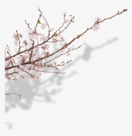Transparent Sakura Tree Png - Cherry Blossom, Png Download, Free Download