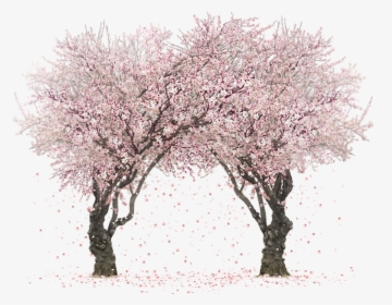 #sakura #tree #twintree #two #pink - Cherry Blossom Tree Png, Transparent Png, Free Download