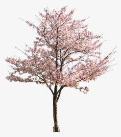 Clip Art Apricot Tree In Bloom - Plum Blossom Tree Png, Transparent Png, Free Download