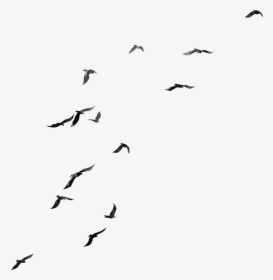 Flock , Png Download - Flock Of Birds Png, Transparent Png, Free Download