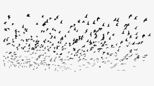 Flock,bird Migration,animal Migration - Landscape Birds Flying Sky, HD Png Download, Free Download