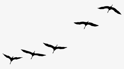 Crane Bird Flying, Flock Of Birds, Bird, Sky, Flock - Oiseaux Migrateurs En Vol, HD Png Download, Free Download