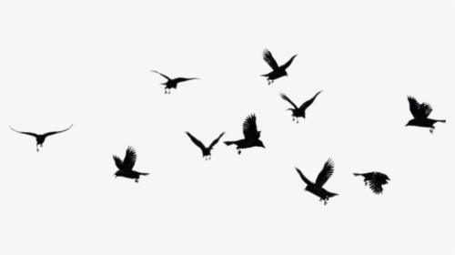 #ftestickers #birds #silhouette #flock #bird #animal - Flock Of Black Birds Silhouette Png, Transparent Png, Free Download