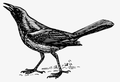 Drawing Of A Grackle, HD Png Download, Free Download