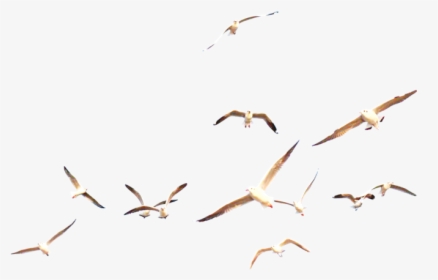 #gull #gulls #bird #birds #ocean #sea #beach #fly #swan - Flock, HD Png Download, Free Download