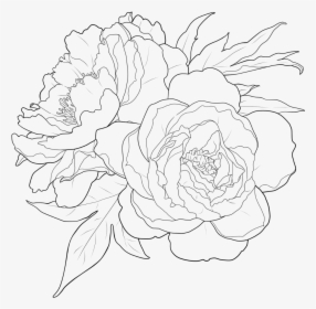 #flower #outline #floralwrap #draw #drawing #freetoedit - White Flower Outline Transparent, HD Png Download, Free Download