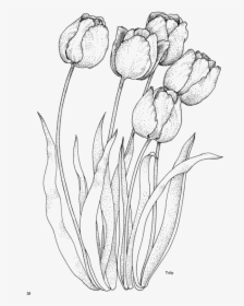 Picture Library Stock Flower Png Draw Embroidery And - Realistic Tulip Coloring Pages, Transparent Png, Free Download