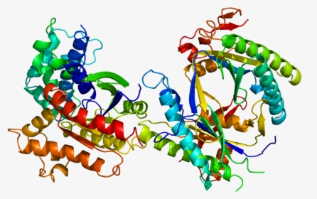 Protein Gnas Pdb 1azs - Protein Gnas, HD Png Download, Free Download