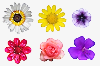 Real Flowers Png - Patterns On Real Flowers, Transparent Png, Free Download