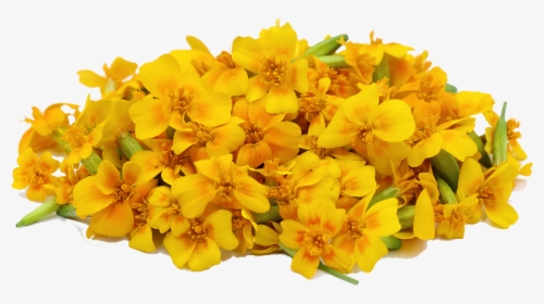 Yellow Flower Png Hd, Transparent Png, Free Download