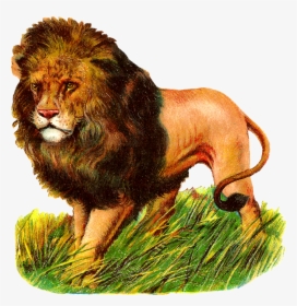 Antique Images Wild Lion Stock Image Digital - Lion Vintage Animal Transparent, HD Png Download, Free Download