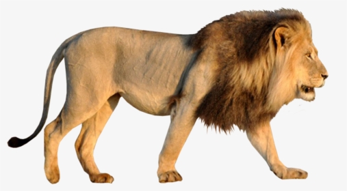 Lion Images Hd Psd, HD Png Download, Free Download