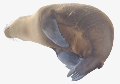 Sea Lion Png Texture - Harbor Seal, Transparent Png, Free Download