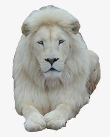 #whitelion #lion#freetoedit - Photography Lions In Love, HD Png Download, Free Download