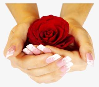 Love Rose Image With Hand, HD Png Download, Free Download