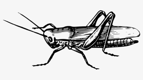 Animal, Cricket, Grasshopper, Insect - Grass Hopper Clip Art Black And White, HD Png Download, Free Download