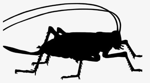 Portable Network Graphics Clip Art Vector Graphics - Cricket Insect Silhouette Png, Transparent Png, Free Download