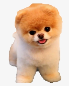 Boo Png Photo - Dog Pngs Niche Meme, Transparent Png, Free Download