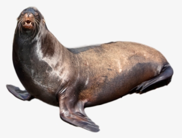 Download Harbor Seal Png Transparent Images Transparent - Sea Lion Transparent Background, Png Download, Free Download