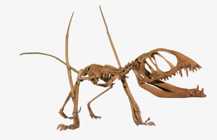 Pterosaur Dimorphodon, HD Png Download, Free Download
