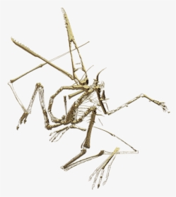 Cave Crickets, HD Png Download, Free Download