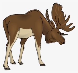 Moose Cartoon Images Hd Photo Clipart - Moose Clipart Transparent, HD Png Download, Free Download