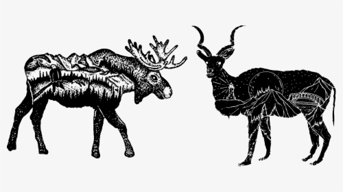 Moose Compared To A Kudu, HD Png Download, Free Download