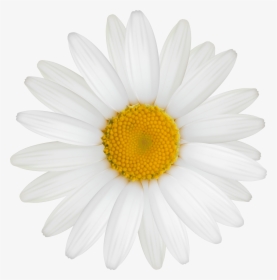 Daisy Png Clipart Image - Great Gatsby Daisy Flower, Transparent Png, Free Download