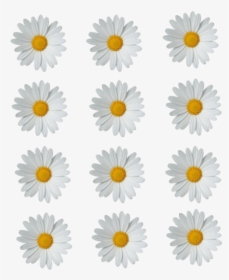 Daisies Png Photo - Daisy Flower Crown Png, Transparent Png, Free Download