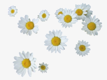 505 Images About Png - Daisies Transparent, Png Download, Free Download
