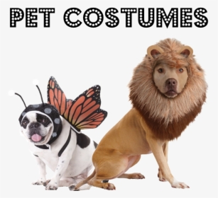 Dogs In Animal Costumes , Transparent Cartoons - Pet Animal Costumes, HD Png Download, Free Download